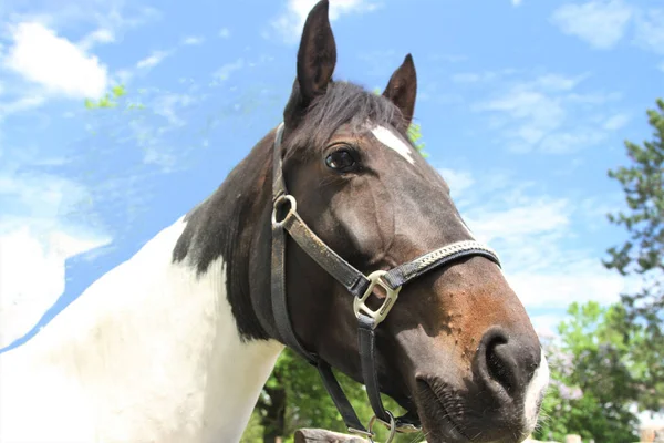 Cabeza Caballo Marrón Blanco Con Brida Cuero — Foto de Stock