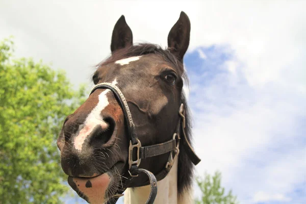 Hlava Hnědého Bílého Koně Koženou Uzdou — Stock fotografie