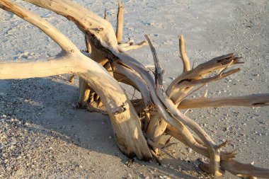 Sahildeki beyaz kumların üzerinde sürüklenen dallar.