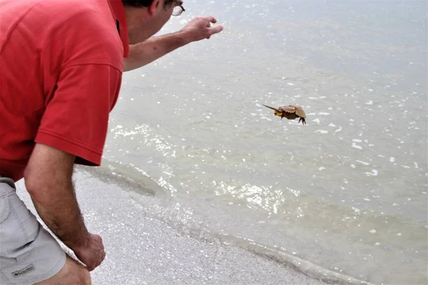 Homme Jette Crabe Dans Océan — Photo