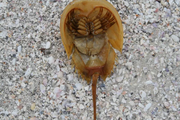 Horseshoe Caranguejo Limulus Polyphemus Cabeça Para Baixo Praia Concha — Fotografia de Stock