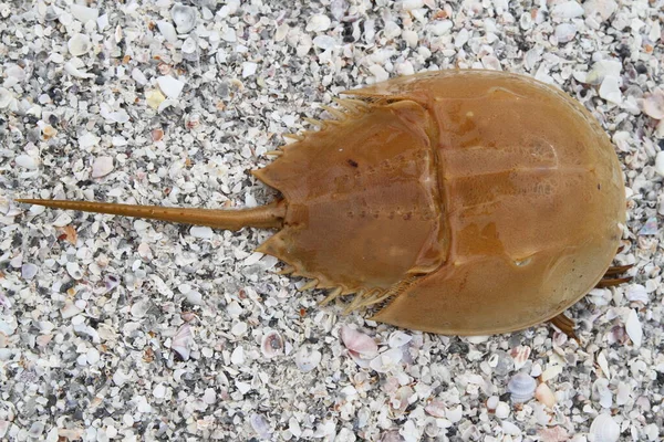 Patkó Rák Limulus Polyphemus Kagyló Strandon — Stock Fotó