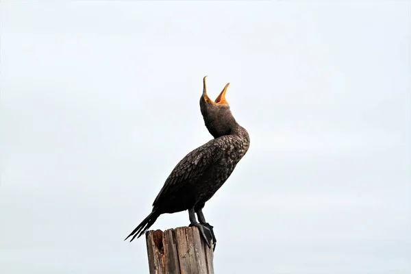 新热带的珊瑚 Phalacrocorax Brasilianus 是一种在整个美洲热带地区和亚热带发现的珊瑚 — 图库照片