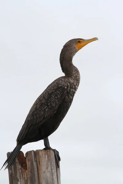 新热带的珊瑚 Phalacrocorax Brasilianus 是一种在整个美洲热带地区和亚热带发现的珊瑚 — 图库照片