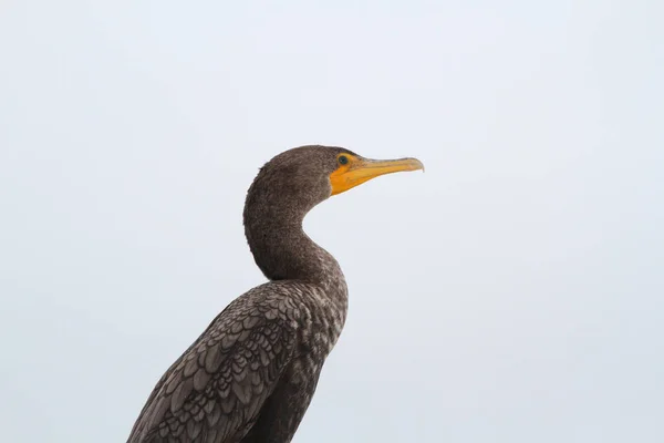 新热带的珊瑚 Phalacrocorax Brasilianus 是一种在整个美洲热带地区和亚热带发现的珊瑚 — 图库照片