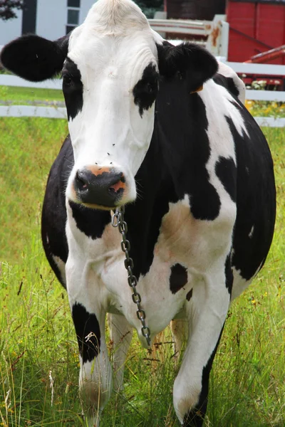 Primer Plano Vaca Blanca Negra Con Ojos Negros —  Fotos de Stock