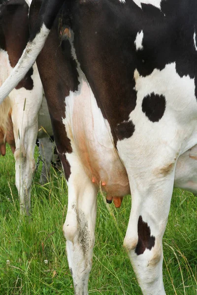 Udders Black White Cow — Stock Photo, Image