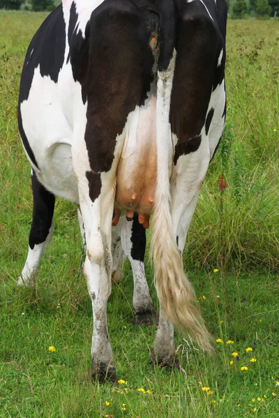 Vemena Černé Bílé Krávy — Stock fotografie