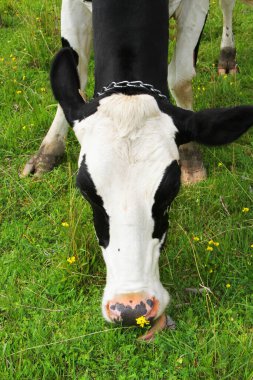 Siyah beyaz ineğin kafasının çimen yemesi.
