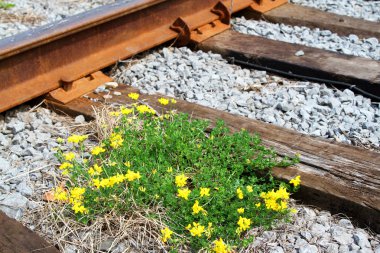 Demiryolu parça sarı çiçekli
