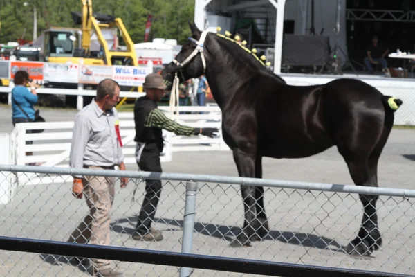 Julgar um cavalo numa feira de país — Fotografia de Stock