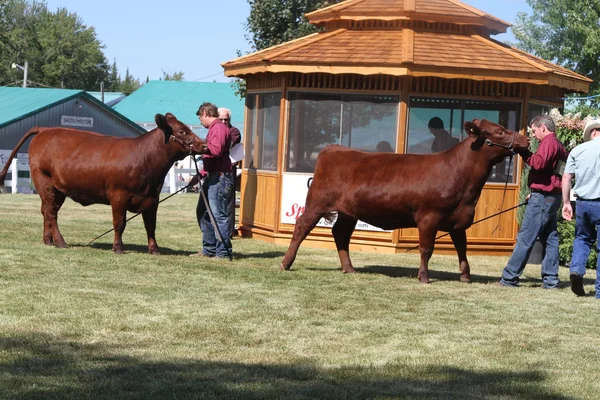 Te oordelen van koeien op een beurs — Stockfoto