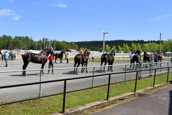 Juzgando caballos en feria de campo — Foto de Stock