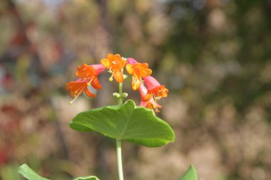 Kırmızı Hanımeli (Lonicera caprifolium yakın çekim)