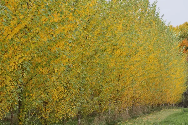 Fila di giovani pioppi lombardi in autunno — Foto Stock