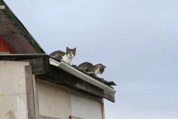 Çatıda iki kedi