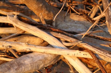 dalgaların karaya attığı odun dalları