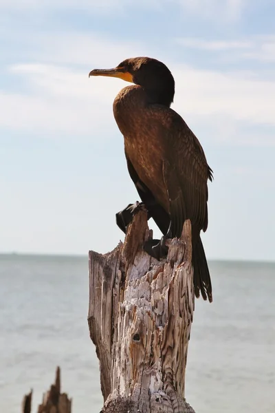 Gulf bird, Neotropic Cormorant — Stock Photo, Image