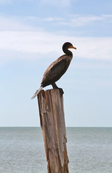 Gulf bird, Neotropic Cormorant — Stock Photo, Image
