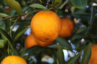 portakal narenciye ağacı üzerinde