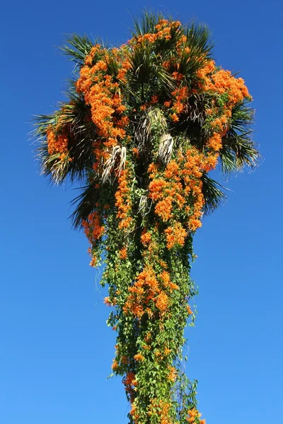 Vigne flamboyante ou Pyrostegia venusta — Photo