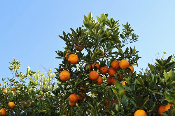 Oranges on a citrus tree