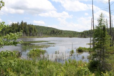 Bir su birikintisi ve çevredeki ağaçlar güzel sahne
