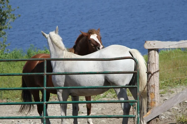 Dos caballos al lado del río — Foto de Stock