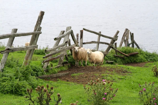 Moutons debout près d'une clôture — Photo