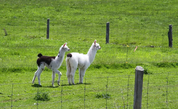 Baby lamy a alpaky, pastva — Stock fotografie