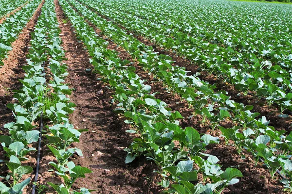 Rangées de jeunes plants de chou poussant dans une ferme — Photo