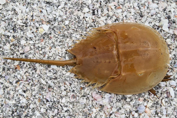 Horseshoe crab on the beach of shells — Stock Photo, Image