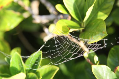 Örümcek ağı gardenya yapraklarda
