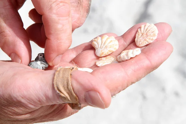Hand holding shells — Stock Photo, Image