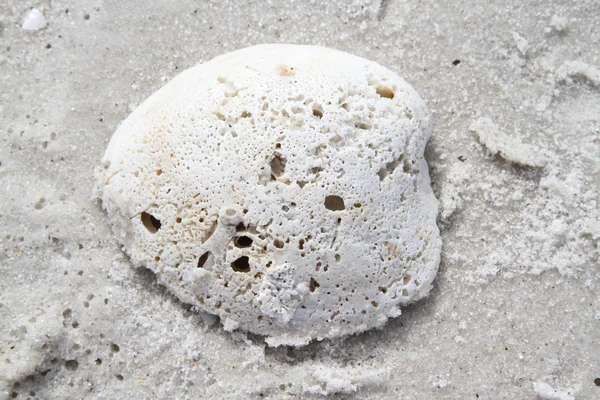 Coquille couverte de sable sur la plage — Photo