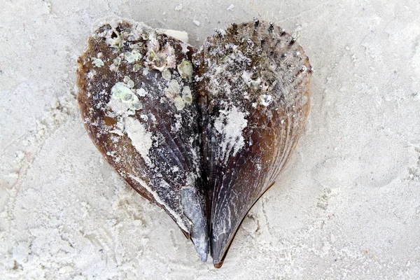 Coquille de mer valentine coeur — Photo