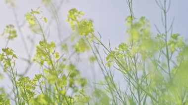 Çayırdaki kır çiçekleri gökyüzüne karşı kapanıyor. Yavaş çekim