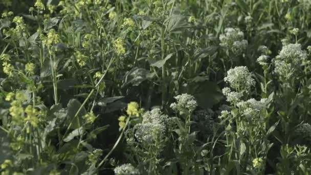 Vildblommor Ängen Mot Himlen Närbild Långsamma Rörelser — Stockvideo