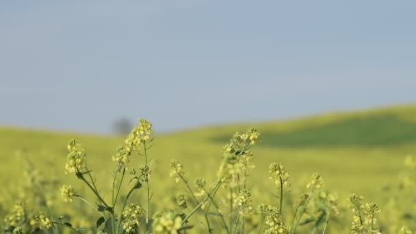 Vildblommor Ängen Mot Himlen Närbild Långsamma Rörelser — Stockvideo