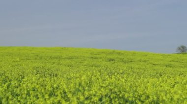 Güneşli bir günde dağ çayırı açıyor. Mavi gökyüzü ve arka planda dağlar. Yavaş çekim