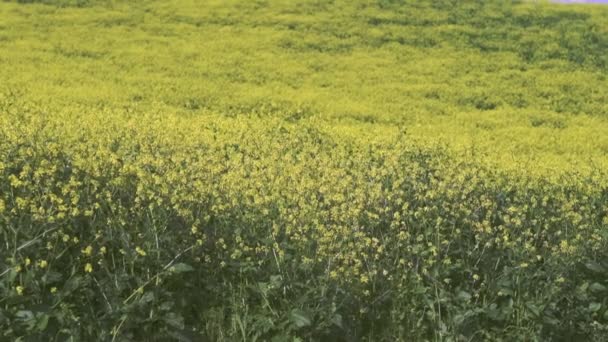 Górska Kwitnąca Łąka Słoneczny Dzień Błękitne Niebo Góry Tle Zwolniony — Wideo stockowe