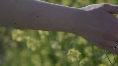 Güneşli bir günde kadının eli çayırdaki çiçeklere dokunur. Yakın çekim, yavaş çekim.