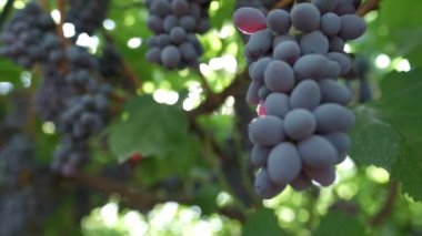 Güneşin ışınları siyah üzümlerin arasından parlıyor. Yavaş çekim