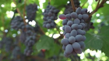 Güneşin ışınları siyah üzümlerin arasından parlıyor. Yavaş çekim