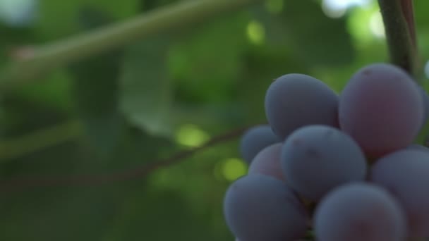 Des Grappes Raisins Noirs Rapprochent Mouvement Lent — Video