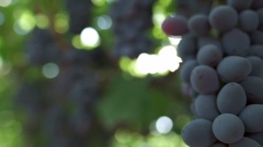 Güneşin ışınları siyah üzümlerin arasından parlıyor. Yavaş çekim