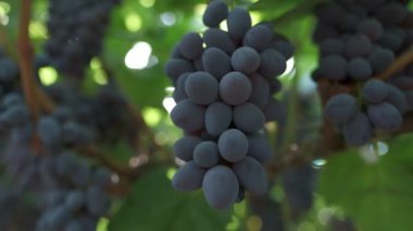 Siyah üzümler kapanıyor. Yavaş çekim
