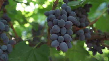 Siyah üzümler kapanıyor. Yavaş çekim