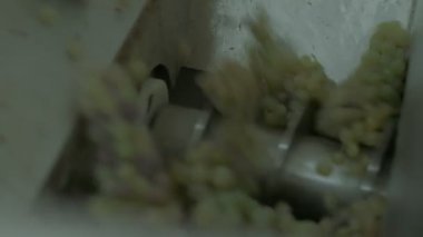 Rotary press yeşil üzümlerden meyve suyu sıkıyor. Yavaş çekim