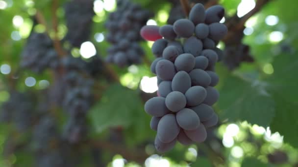 Los Rayos Del Sol Brillan Través Racimos Uvas Negras Movimiento — Vídeos de Stock